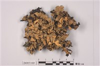 藏品(斑葉衣屬)的圖片